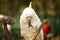 Yellow Crested Cockatoo parrot holding and eating the nuts