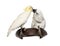 Yellow-crested Cockatoo and White Cockatoo