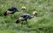 Yellow Crested Crane