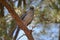 Yellow Crested Night Heron Perched in Tree