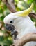 Yellow-crested white Cockatoo