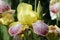 Yellow and crimson bearded iris flower