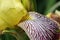 Yellow and crimson bearded iris flower close up