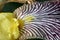 Yellow and crimson bearded iris flower close up