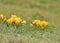 Yellow croci in Cracow, Poland