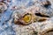 Yellow crocodile eye in the pond at the mini zoo crocodile farm