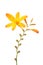 Yellow crocosmia flower