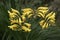 Yellow Crocosmia flowers growing in a woodland setting