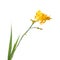 Yellow crocosmia (montbretia)