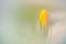 Yellow Crocus bud grows at spring in the garden, close-up