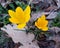 Yellow crocus chrysanthus in public park