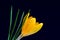 Yellow crocus at dark blue background