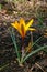 Yellow crocus Dorothy blooms in spring in the garden