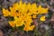 Yellow crocus flavus flowers growing in a garden or forest outside. Closeup of a beautiful bunch of flowering plants