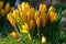 Yellow crocus flavus flowers growing in a garden or forest outside in the sun. Closeup of a beautiful bunch of flowering