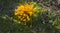 Yellow crocus flavus flowers growing in a sunny garden outdoors. Closeup of a beautiful bunch of flowering plants with