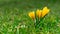 Yellow crocus flower background. spring flowers. morning meadow. rare flowers. background, texture. dew on grass.