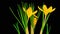 Yellow Crocus Flower Blooming