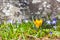 Yellow crocus flower with blue wood squill