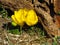 Yellow Crocus Flower Sternbergia Lutea Autumn And Winter Daffodil. First autumn yellow flower crocus. Many blooming crocus buds.
