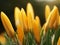 Yellow crocus flowers