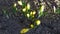 Yellow crocus flowers blooming