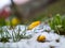 Yellow crocus in melting snow