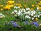 Yellow crocus, white snowdrops, lilac Scilla bithynica flowers on green grass. Spring meadow. Spring happy mood.