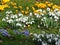 Yellow crocus, white snowdrops, lilac Scilla bithynica flowers on green grass. Spring meadow. Spring happy mood.
