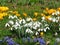 Yellow crocus, white snowdrops, lilac Scilla bithynica flowers on green grass. Spring meadow. Spring happy mood.