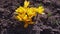 Yellow crocuses and bee on sunny day.