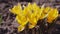 Yellow crocuses and bee on sunny day.