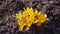 Yellow crocuses and bee on sunny day.