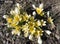 Yellow crocuses bloom in spring on old dry foliage