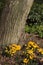 Yellow crocuses blooming under tree trunk