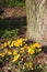 Yellow crocuses blooming under tree trunk