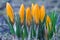 Yellow crocuses on a blue background close up