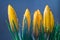 Yellow crocuses on a blue background close up