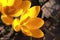 Yellow crocuses on brown background