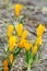 Yellow crocuses with closed flowers