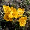 Yellow crocuses, croci flowering with the first spring sun in February