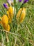 Yellow crocuses or Crocus chrysanthus blooming in early spring in Riga city park.