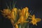 Yellow crocuses on a dark blue background - spring flowers