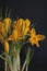 Yellow crocuses on a dark blue background - spring flowers