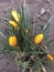 Yellow crocuses, the first spring flowers