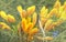Yellow crocuses group growing in grass, shallow focus