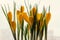 Yellow crocuses in plastic pot on window sill. Spring flowers, domestic gardening