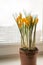 Yellow crocuses in plastic pot on window sill. Spring flowers, domestic gardening