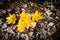 Yellow Crocuses in the rocky soil