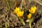 Yellow crocuses in the spring sunshine, shallow depth of field